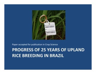 Upland rice breeding_brazil