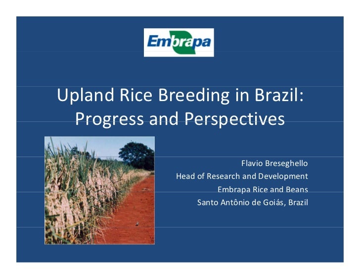 Upland rice breeding_brazil