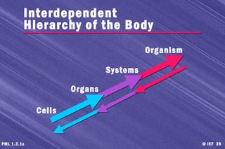 © IEF 39PML 1.3.1s
Interdependent
Hierarchy of the Body
Organism
Systems
Organs
Cells
 