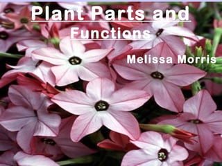 Plant Parts and
Functions
Melissa Morris

 