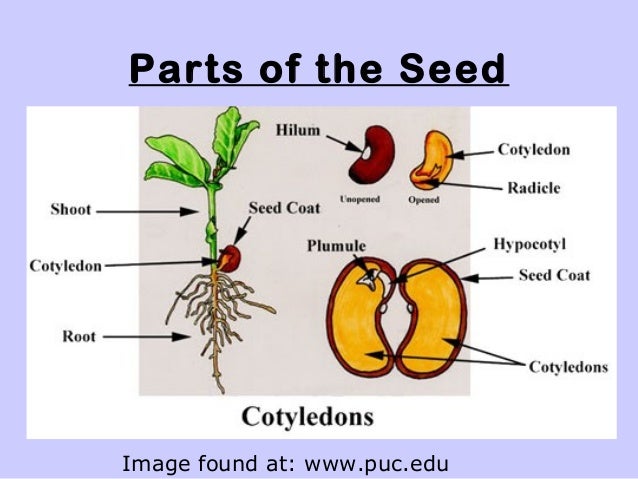 uplift plant parts what part of the plant makes seeds