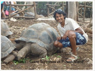 Photo - Giant Tortoises at Prison Island
 