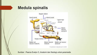 Medula spinalis
Sumber : Pearce Evelyn C, Anatomi dan fisiologi untuk paramedis
 
