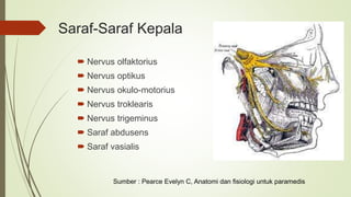 Saraf-Saraf Kepala
 Nervus olfaktorius
 Nervus optikus
 Nervus okulo-motorius
 Nervus troklearis
 Nervus trigeminus
 Saraf abdusens
 Saraf vasialis
Sumber : Pearce Evelyn C, Anatomi dan fisiologi untuk paramedis
 
