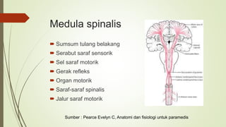 Medula spinalis
 Sumsum tulang belakang
 Serabut saraf sensorik
 Sel saraf motorik
 Gerak refleks
 Organ motorik
 Saraf-saraf spinalis
 Jalur saraf motorik
Sumber : Pearce Evelyn C, Anatomi dan fisiologi untuk paramedis
 