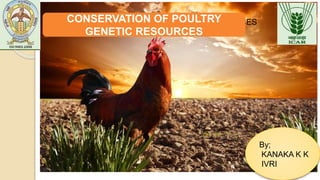 CONSERVATION OF POULTRY GENETIC RESOURCESCONSERVATION OF POULTRY
GENETIC RESOURCES
By;
KANAKA K K
IVRI
 