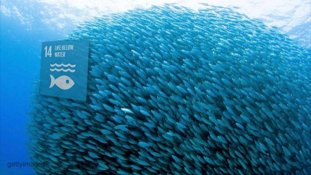 Ocean Solutions Earth Solutions - 