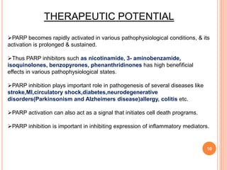 10
THERAPEUTIC POTENTIAL
PARP becomes rapidly activated in various pathophysiological conditions, & its
activation is prolonged & sustained.
Thus PARP inhibitors such as nicotinamide, 3- aminobenzamide,
isoquinolones, benzopyrones, phenanthridinones has high benefificial
effects in various pathophysiological states.
PARP inhibition plays important role in pathogenesis of several diseases like
stroke,MI,circulatory shock,diabetes,neurodegenerative
disorders(Parkinsonism and Alzheimers disease)allergy, colitis etc.
PARP activation can also act as a signal that initiates cell death programs.
PARP inhibition is important in inhibiting expression of inflammatory mediators.
 