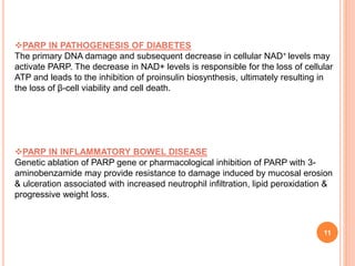 11
PARP IN PATHOGENESIS OF DIABETES
The primary DNA damage and subsequent decrease in cellular NAD+ levels may
activate PARP. The decrease in NAD+ levels is responsible for the loss of cellular
ATP and leads to the inhibition of proinsulin biosynthesis, ultimately resulting in
the loss of β-cell viability and cell death.
PARP IN INFLAMMATORY BOWEL DISEASE
Genetic ablation of PARP gene or pharmacological inhibition of PARP with 3-
aminobenzamide may provide resistance to damage induced by mucosal erosion
& ulceration associated with increased neutrophil infiltration, lipid peroxidation &
progressive weight loss.
 