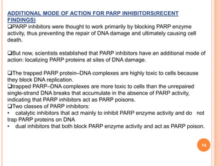 14
ADDITIONAL MODE OF ACTION FOR PARP INHIBITORS(RECENT
FINDINGS)
PARP inhibitors were thought to work primarily by blocking PARP enzyme
activity, thus preventing the repair of DNA damage and ultimately causing cell
death.
But now, scientists established that PARP inhibitors have an additional mode of
action: localizing PARP proteins at sites of DNA damage.
The trapped PARP protein–DNA complexes are highly toxic to cells because
they block DNA replication.
trapped PARP–DNA complexes are more toxic to cells than the unrepaired
single-strand DNA breaks that accumulate in the absence of PARP activity,
indicating that PARP inhibitors act as PARP poisons.
Two classes of PARP inhibitors:
• catalytic inhibitors that act mainly to inhibit PARP enzyme activity and do not
trap PARP proteins on DNA
• dual inhibitors that both block PARP enzyme activity and act as PARP poison.
 