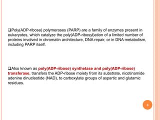 3
Poly(ADP-ribose) polymerases (PARP) are a family of enzymes present in
eukaryotes, which catalyze the poly(ADP-ribosyl)ation of a limited number of
proteins involved in chromatin architecture, DNA repair, or in DNA metabolism,
including PARP itself.
Also known as poly(ADP-ribose) synthetase and poly(ADP-ribose)
transferase, transfers the ADP-ribose moiety from its substrate, nicotinamide
adenine dinucleotide (NAD), to carboxylate groups of aspartic and glutamic
residues.
 