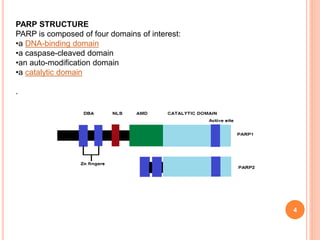 PARP STRUCTURE
PARP is composed of four domains of interest:
•a DNA-binding domain
•a caspase-cleaved domain
•an auto-modification domain
•a catalytic domain
.
4
 