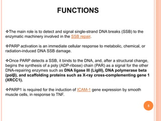 5
FUNCTIONS
The main role is to detect and signal single-strand DNA breaks (SSB) to the
enzymatic machinery involved in the SSB repair.
PARP activation is an immediate cellular response to metabolic, chemical, or
radiation-induced DNA SSB damage.
Once PARP detects a SSB, it binds to the DNA, and, after a structural change,
begins the synthesis of a poly (ADP-ribose) chain (PAR) as a signal for the other
DNA-repairing enzymes such as DNA ligase III (LigIII), DNA polymerase beta
(polβ), and scaffolding proteins such as X-ray cross-complementing gene 1
(XRCC1).
PARP1 is required for the induction of ICAM-1 gene expression by smooth
muscle cells, in response to TNF.
 