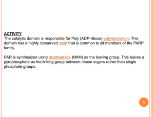 6
ACTIVITY
The catalytic domain is responsible for Poly (ADP-ribose) polymerization. This
domain has a highly conserved motif that is common to all members of the PARP
family.
PAR is synthesized using nicotinamide (NAM) as the leaving group. This leaves a
pyrophosphate as the linking group between ribose sugars rather than single
phosphate groups.
 
