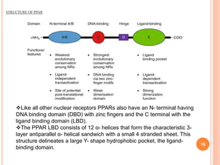18
STRUCTURE OF PPAR
Like all other nuclear receptors PPARs also have an N- terminal having
DNA binding domain (DBD) with zinc fingers and the C terminal with the
ligand binding domain (LBD).
The PPAR LBD consists of 12 α- helices that form the characteristic 3-
layer antiparallel α- helical sandwich with a small 4 stranded sheet. This
structure delineates a large Y- shape hydrophobic pocket, the ligand-
binding domain.
 