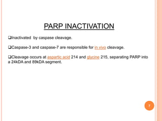 7
PARP INACTIVATION
Inactivated by caspase cleavage.
Caspase-3 and caspase-7 are responsible for in vivo cleavage.
Cleavage occurs at aspartic acid 214 and glycine 215, separating PARP into
a 24kDA and 89kDA segment.
 