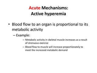 Acute Mechanisms:Active hyperemiaBlood flow to an organ is proportional to its metabolic activityExample:Metabolic activity in skeletal muscle increases as a result of strenuous exerciseBlood flow to muscle will increase proportionately to meet the increased metabolic demand