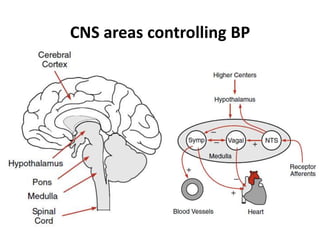 CNS areas controlling BP