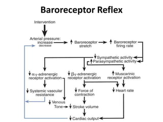 Baroreceptor Reflex