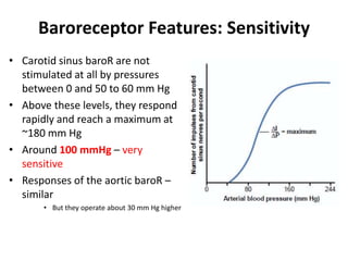 Baroreceptor Features: SensitivityCarotid sinus baroR are not stimulated at all by pressures between 0 and 50 to 60 mm HgAbove these levels, they respond rapidly and reach a maximum at ~180 mm HgAround 100 mmHg – very sensitiveResponses of the aortic baroR – similarBut they operate about 30 mm Hg higher
