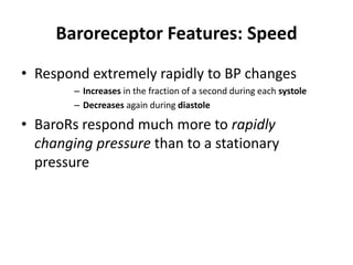 Baroreceptor Features: SpeedRespond extremely rapidly to BP changesIncreases in the fraction of a second during each systoleDecreases again during diastoleBaroRs respond much more to rapidly changing pressure than to a stationary pressure