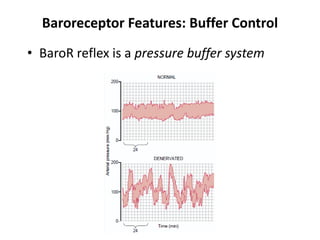 Baroreceptor Features: Buffer ControlBaroR reflex is a pressure buffer system