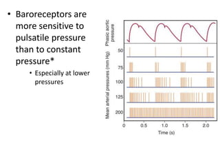 Baroreceptors are more sensitive to pulsatile pressure than to constant pressure*Especially at lower pressures