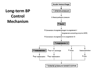 Long-term BP Control Mechanism