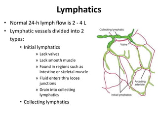 LymphaticsNormal 24-h lymph flow is 2 - 4 LLymphatic vessels divided into 2 types:Initial lymphaticsLack valves Lack smooth muscleFound in regions such as intestine or skeletal muscleFluid enters thru loose junctionsDrain into collecting lymphaticsCollecting lymphatics