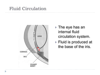 Fluid Circulation
 The eye has an
internal fluid
circulation system.
 Fluid is produced at
the base of the iris.
 