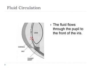Fluid Circulation
 The fluid flows
through the pupil to
the front of the iris.
 