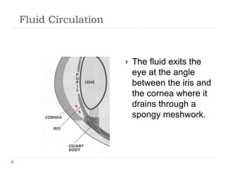 Fluid Circulation
 The fluid exits the
eye at the angle
between the iris and
the cornea where it
drains through a
spongy meshwork.
 