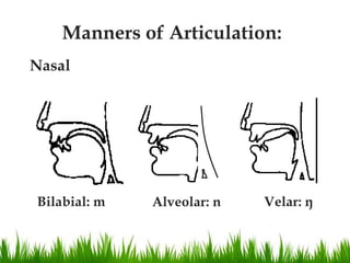 Intro. to Linguistics_6 Phonetics (Organ of Speech, Segment ...