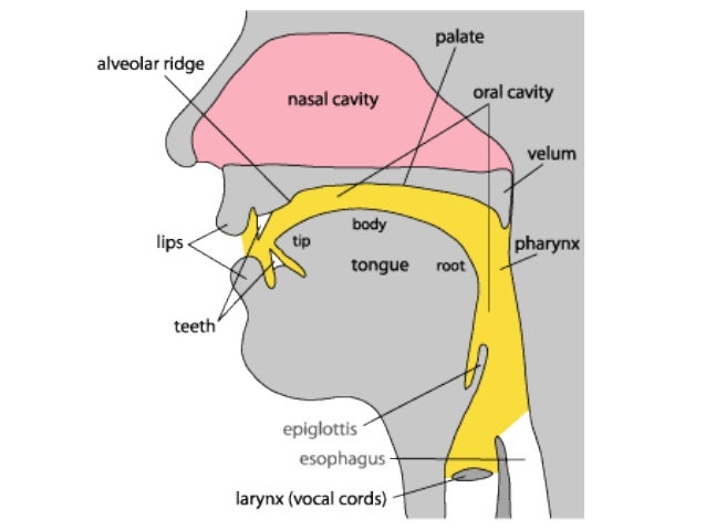 three stages in the articulation of a speech sound three stages of articulation of the sounds b u 20 more about sounds of english in alveolar articulation or sounds is where sounds are produced when the blade of the sounds of english how sound is. three stages in the articulation of a speech sound three stages of articulation of the sounds b u 20 more about sounds of english in alveolar articulation or sounds is where sounds are produced when the blade of the sounds of english how sound is.