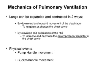 Mechanics of Pulmonary VentilationLungs can be expanded and contracted in 2 ways: By downward and upward movement of the diaphragmTo lengthen or shorten the chest cavityBy elevation and depression of the ribs To increase and decrease the anteroposterior diameter of the chest cavityPhysical eventsPump Handle movementBucket-handle movement