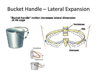 Bucket Handle – Lateral Expansion