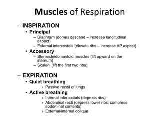 Muscles of RespirationINSPIRATIONPrincipalDiaphram (domes descend – increase longitudinal aspect)External intercostals (elevate ribs – increase AP aspect)Accessory Sternocleidomastoid muscles (lift upward on the sternum)Scaleni (lift the first two ribs)EXPIRATIONQuiet breathingPassive recoil of lungsActive breathingInternal intercostals (depress ribs)Abdominal recti (depress lower ribs, compress abdominal contents)External/internal oblique