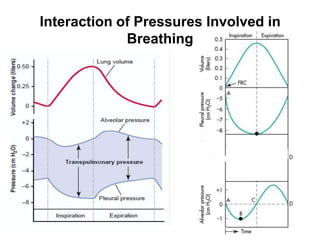 Interaction of Pressures Involved in Breathing