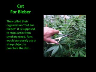 Cut
  For Bieber
They called their
organization “Cut For
Bieber” it is supposed
to stop Justin from
smoking weed. Fans
would purposely use a
sharp object to
puncture the skin.
 