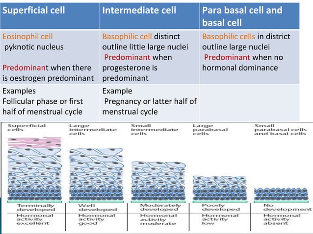 VAGINA LOCATION FUNCTION AND ASSOCIATED DISEASES visual data 4