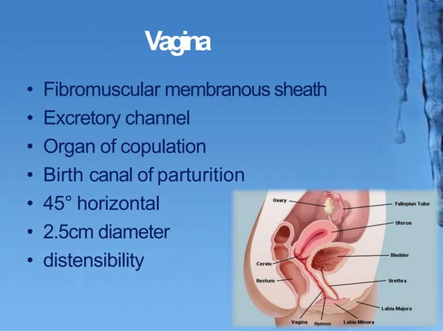 VAGINA LOCATION FUNCTION AND ASSOCIATED DISEASES visual data 6