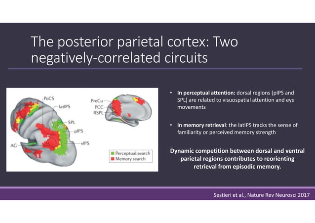 Prefrontal Cortex & Decision Making: the modular and circuit-based ...
