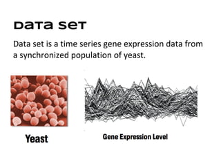 Data Set
Data set is a time series gene expression data from
a synchronized population of yeast.
 