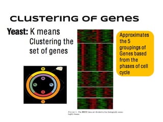Clustering of genes
Using k-means clustering, with k =5
 