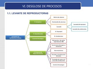 LOGO VI. DESGLOSE DE PROCESOS 
1.1. LEVANTE DE REPRODUCTORAS 
 
