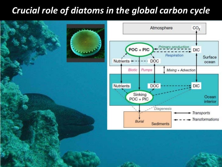 Upou 350 aquaculture and lipids
