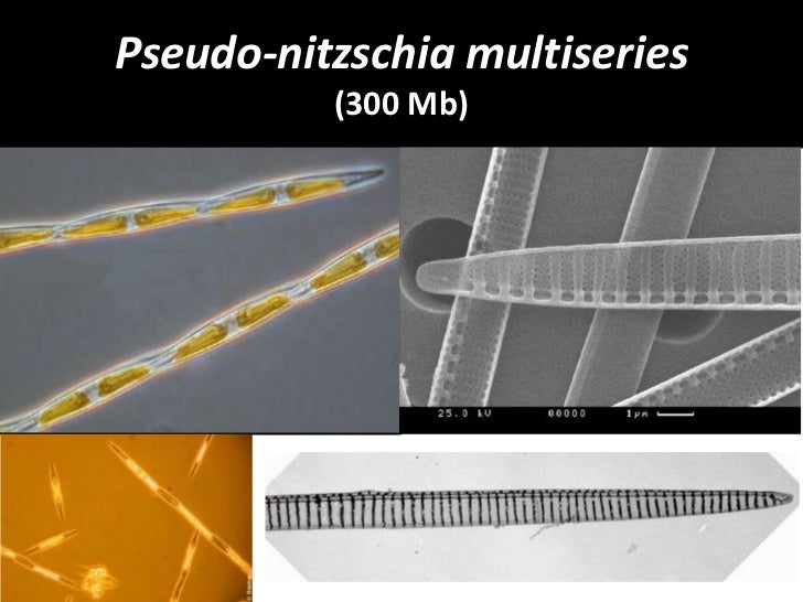 Upou 350 aquaculture and lipids