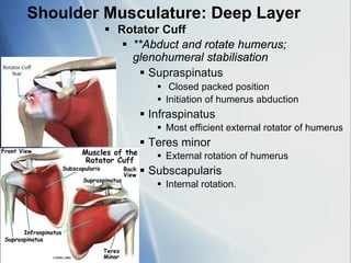 Upper-Limb-anatomyUpper limb anatomy part 2 for first and second year ...