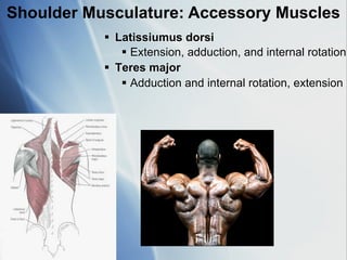 Upper-Limb-anatomyUpper limb anatomy part 2 for first and second year ...