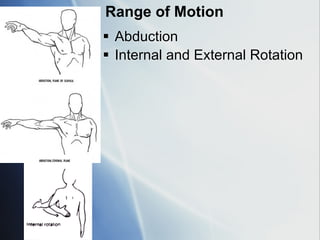 Internal Rotation Abduction Upper-Limb-anatomyUpper limb anatomy part 2 for first and second year ...